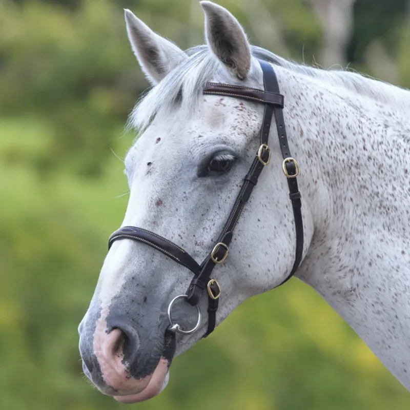 Shires Velociti GARA Fancy Stitched Inhand Bridle - Black